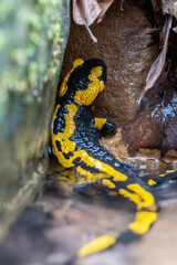 Feuersalamander im Bach