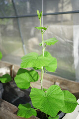 planting butternut squash vertically by using rope 