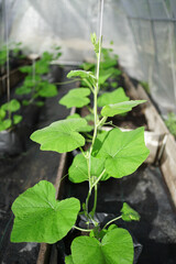 planting butternut squash vertically by using rope 