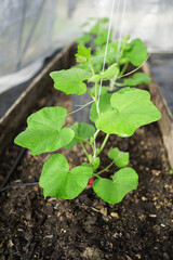 planting butternut squash vertically by using rope 