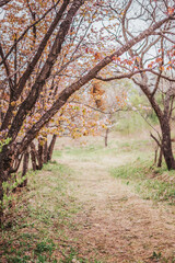 Fototapeta premium Path in the cherry orchard. The beginning of the sakura blossom season.