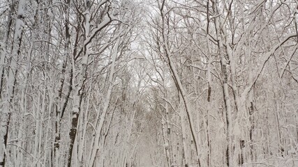 Winter field surrounded by trees. Beautiful background of winter snowy forest.