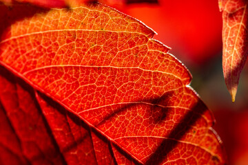 Fototapeta premium roter Blatt