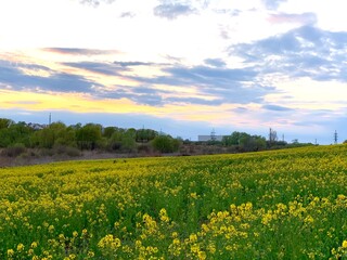 Obraz premium field of flowers