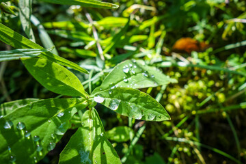 Fototapeta na wymiar Close up of water drops on green leaves