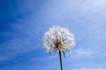Dandelion flower silhouette over a blue sky