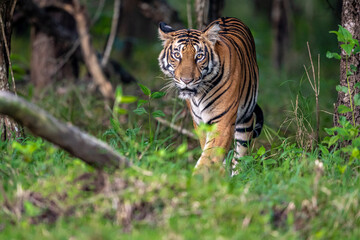 Female tiger on a morning walk to inspect her territory