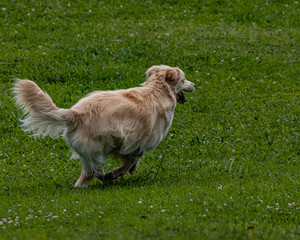 A golden retriever running after a frisbee