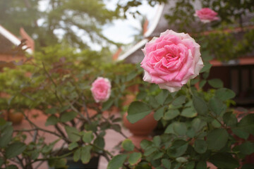 Beautiful pink roses flower in the garden.