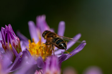 Biene auf einer Herbstaster