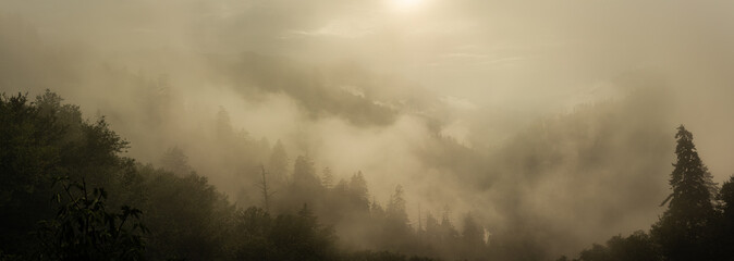 Fototapeta premium Panorama view of foggy forest in smoky mountains national park at morning sunrise