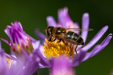Biene auf eine Blüte