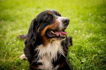Portrait of cute Berner Sennenhund dog at the park.