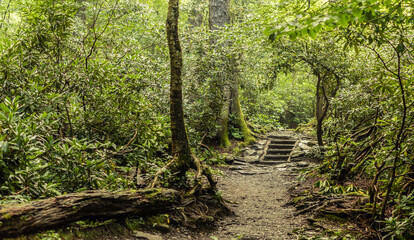 Stone stairs on a way in deep forest in smoky mountains national park