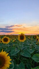 Fototapeta premium field of sunflowers