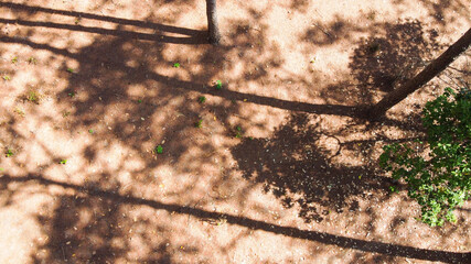 Black shadow of a large tree in the daytime.
