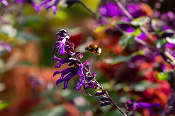 Hummel im Landeanflug