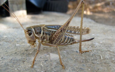 <KENOX S630  / Samsung S630>