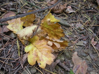 fallen autumn leaves