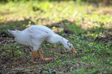 The baby goose is eatting grass on the garden