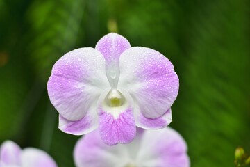 purple orchid in the garden