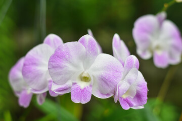 Naklejka na ściany i meble purple orchid in the garden