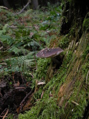 mushroom in the forest
