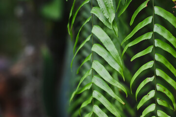 close up of green leaves