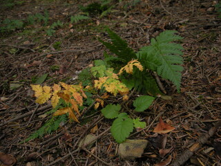 autumn leaves in the forest