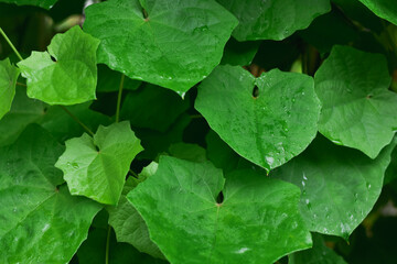 green leaves background