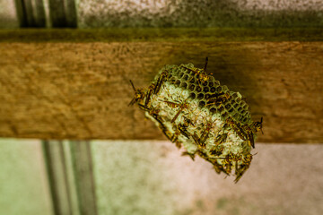 Wasps build wasp nest hanging on a wooden board