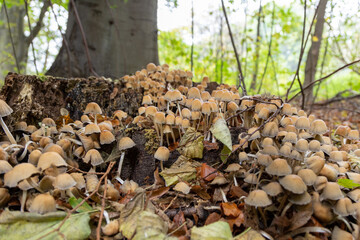 small poisonous mushrooms on the forest ground on a dead tree trunk