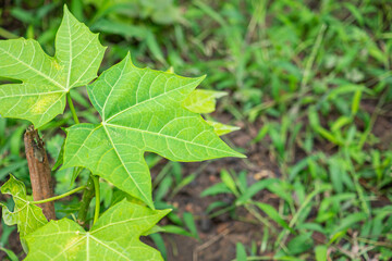 Fototapeta premium Tree spinach (Cnidoscolus chayamansa McVaugh) is a very nutritious vegetable