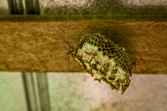 Wasps Build Wasp Nest Hanging On A Wooden Board