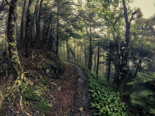 A footpath goes in foggy forest in smoky mountains national park at rainy day