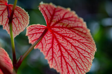 Die Adern eines Blattes