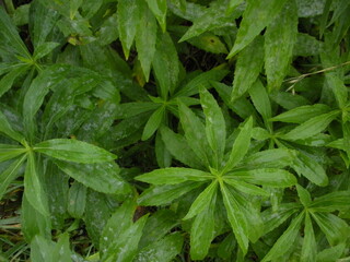 close up of leaves