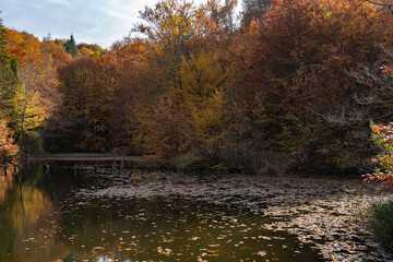 autumn in the forest