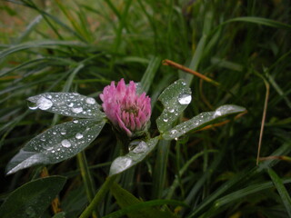 water drops on a pink flower