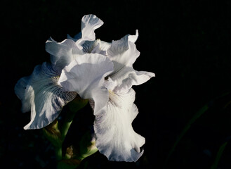 White bearded iris against dark background funereal sad image with copy space