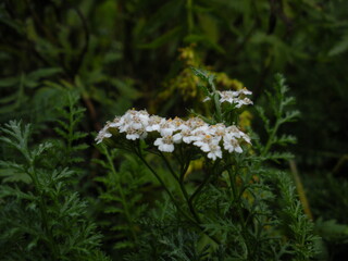 white flowers 