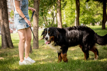 Owner walking with the Berner Sennenhund dog at the park.