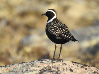 Small birds of Nunavut. Cute little birds on the ground.