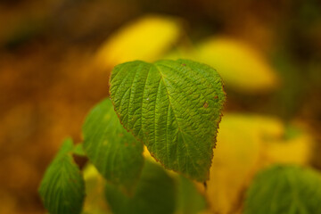 close up of green leaves