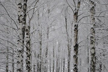 
winter journey road track movement winter tale snow snow-covered trees snow on trees trees bushes Christmas new year white snow snow drifts