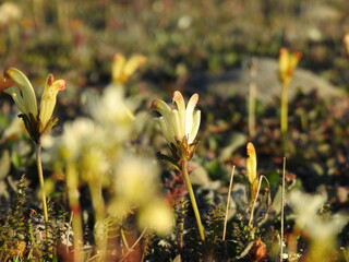 A random collection of Plants from Nunavut.