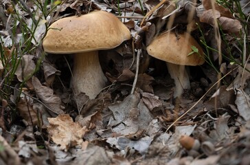 beautiful landscapes of warm autumn