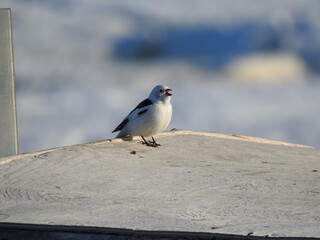 Small birds of Nunavut. Cute little birds on the ground.