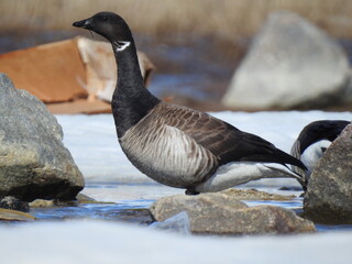 Brandt goose from Tutton Bay, Igloolik Island
