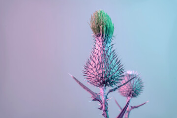 Close up Beautiful flower burdock in colorful neon light. Minimalism retro style concept....